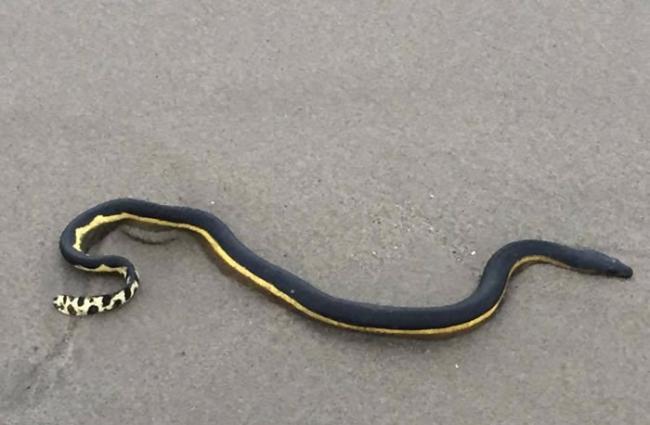 美国南加州奥克斯纳德海岸发现罕见剧毒“黄腹海蛇”