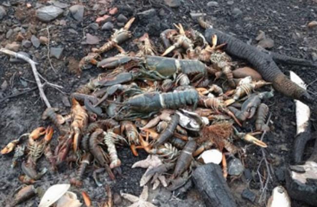 海滩上有数不尽的鱼、龙虾、海星、螃蟹尸体。