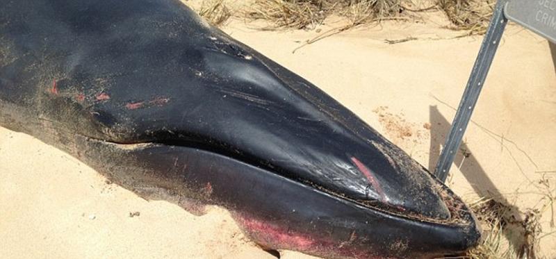澳大利亚埃克斯茅斯海滩发现一具罕见角岛鲸尸体