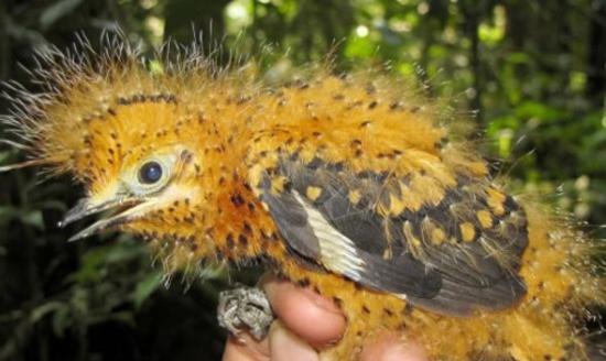 亚马逊丛林中的鸟类――烟灰悲雀(Cinereous Mourner)伪装成颜色鲜亮的有毒毛虫躲避天敌