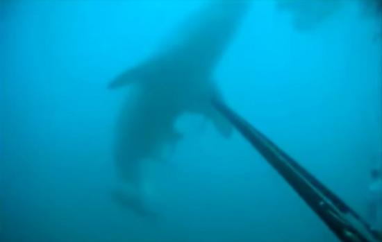 美国潜水员深海近距离遭遇大白鲨 鱼枪刺5次终赶走