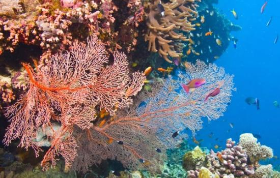 澳大利亚政府公开大堡礁（GBR）保护计划 科学家并未被打动