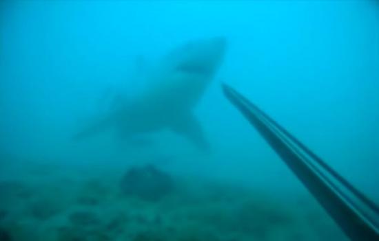 美国潜水员深海近距离遭遇大白鲨 鱼枪刺5次终赶走