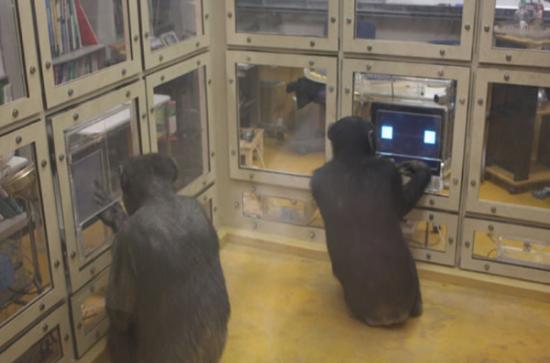 美国最新实验发现对战游戏中黑猩猩表现更优于人类