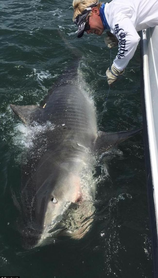美国南卡罗来纳州渔民连续两年钓到同一条超巨型虎鲨
