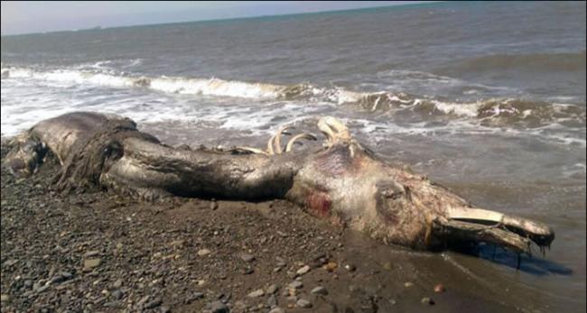 俄罗斯海滩现神秘怪兽尸体