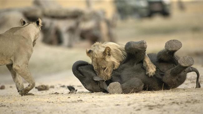 “百兽之王”尽显猎食基因：津巴布韦幼狮速擒小象当大餐