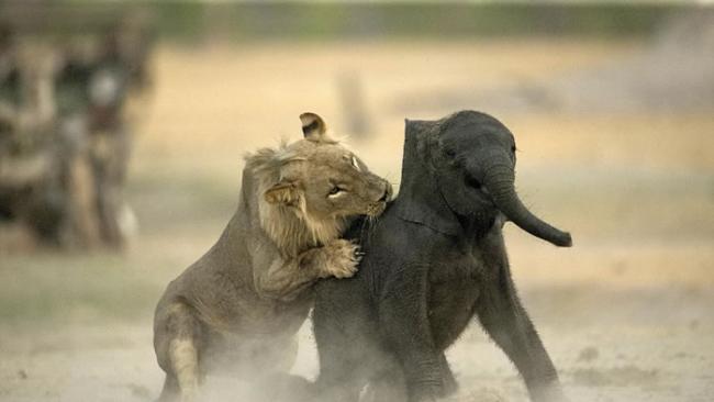 “百兽之王”尽显猎食基因：津巴布韦幼狮速擒小象当大餐