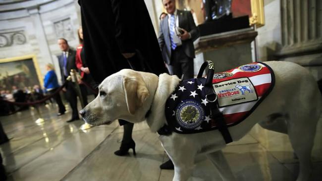美国前总统老布什逝世 拉布拉多寻回犬“萨利”伏在主人灵柩前令人动容