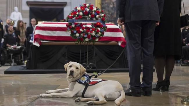 美国前总统老布什逝世 拉布拉多寻回犬“萨利”伏在主人灵柩前令人动容