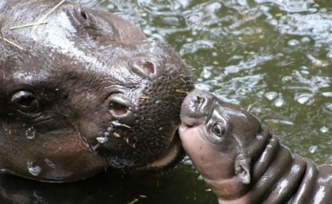 侏儒河马宝宝在妈妈的陪伴下游泳。（塔朗加动物园图片）