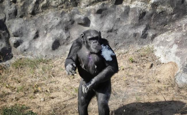 黑猩猩“杜鹃花”每日要吸大量烟。