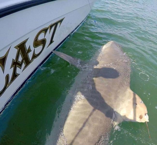 美国南卡罗来纳州渔民连续两年钓到同一条超巨型虎鲨