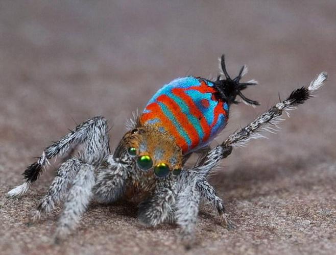 新物种蜘蛛Skeletorus