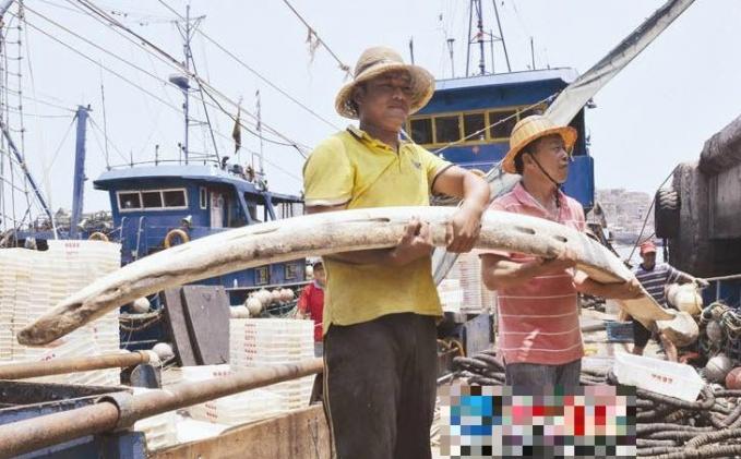 福建泉州渔民意外捞获千年鲸鱼肋骨捐当地博物馆