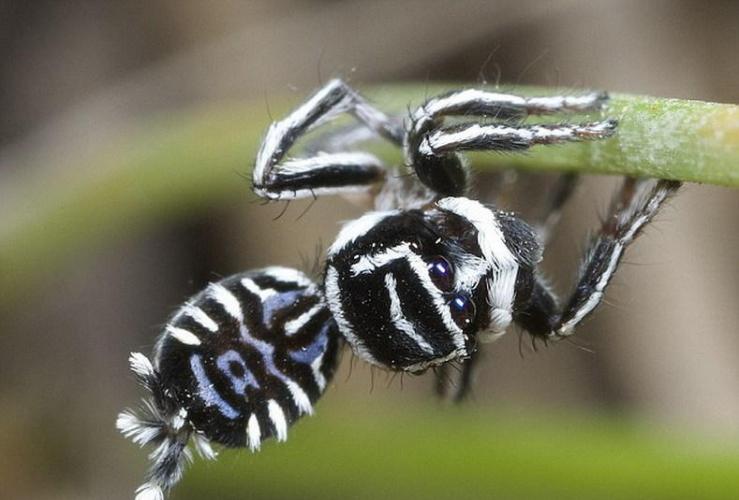昆虫学家朱尔根-奥特擅长拍摄蛛形纲生物，这是他拍摄的Sparklemuffin蜘蛛，这种蜘蛛看上去与迄今发现的其它孔雀蜘蛛明显不同。