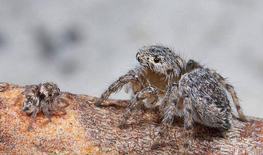 这两种蜘蛛新物种在求偶时不停地在额板和螫角前上下移动须肢。