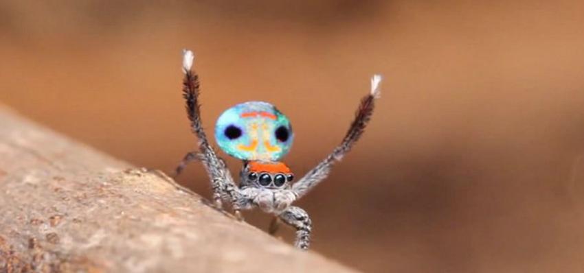 乍一看人们很难将Skeletorus蜘蛛与其它蜘蛛联系在一起，它具有鲜艳的色彩，并且体型较小。