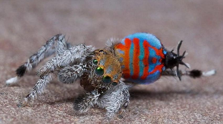 这两种蜘蛛体长大约3-7毫米，除了鲜艳的体色之外，最吸引人的是它们会表演求偶舞。如图所示，这是一只雄性Sparklemuffin蜘蛛正在上演求偶舞，期待雌性的青