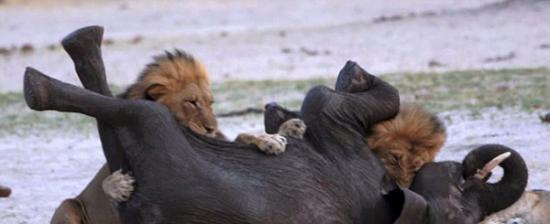 津巴布韦万基国家公园迷路小象被狮子围捕