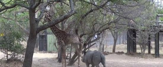 长颈鹿「怒踹」刚好正中头部，犀牛痛到转身拔腿狂奔。