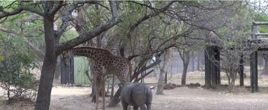 犀牛想跟长颈鹿玩，一直跟在它的后面。