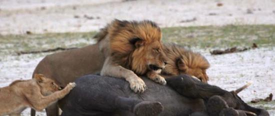 津巴布韦万基国家公园迷路小象被狮子围捕