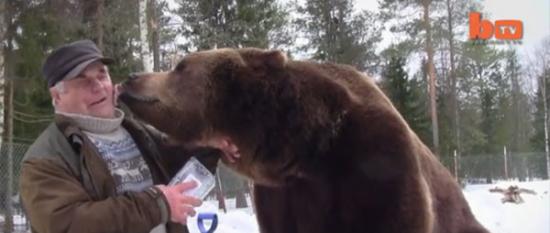 芬兰熊爷爷照顾20只孤儿棕熊