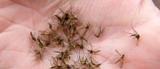 北极圈的昆虫正在进行“军备竞赛” 蚊子正成为赢家