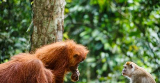 印度尼西亚的古农列尤择国家公园上演猩猩“大战”偷香蕉的猕猴