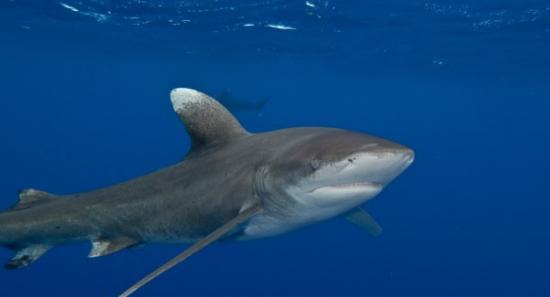 原本数量众多的远洋白鳍鲨，现时已很少见。