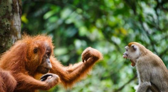 印度尼西亚的古农列尤择国家公园上演猩猩“大战”偷香蕉的猕猴