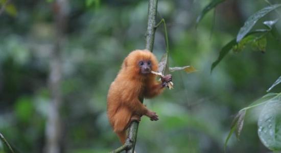 巴西金丝猴因获生物学家拨出栖息地而避过灭绝