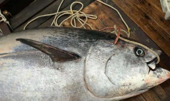渔民在惠州惠东海域捕获一条680斤蓝鳍金枪鱼
