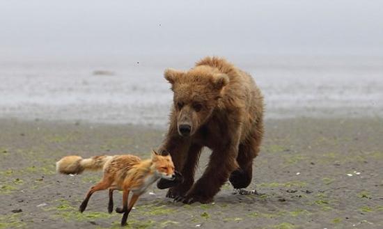 阿拉斯加棕熊穷追狐狸