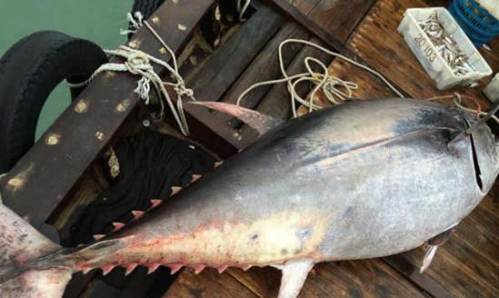 渔民在惠州惠东海域捕获一条680斤蓝鳍金枪鱼