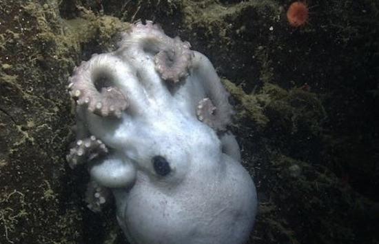 美国加州深海发现一只八爪鱼花4年半孵卵破纪录