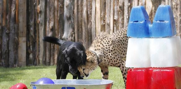 美国达拉斯动物园为拉布拉多犬和猎豹庆祝一岁生日