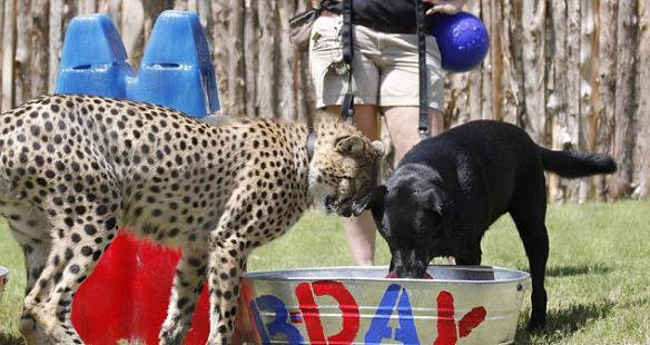 美国达拉斯动物园为拉布拉多犬和猎豹庆祝一岁生日