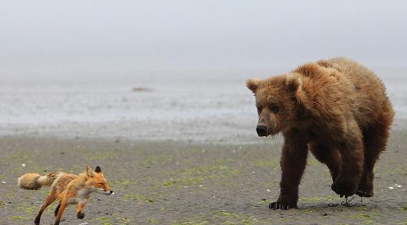 阿拉斯加棕熊穷追狐狸