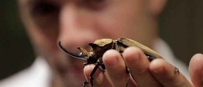 日本冈山县发现罕见雌雄同体独角大甲虫