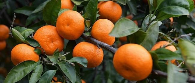 欧洲出现最早一批柑橘要感谢犹太移民和犹太人的宗教传统
