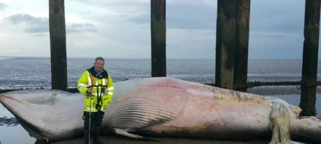 小须鲸尸体搁浅英国泰晤士河滩