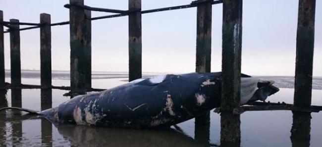 当局相信小须鲸是在泰晤士河被船只撞死