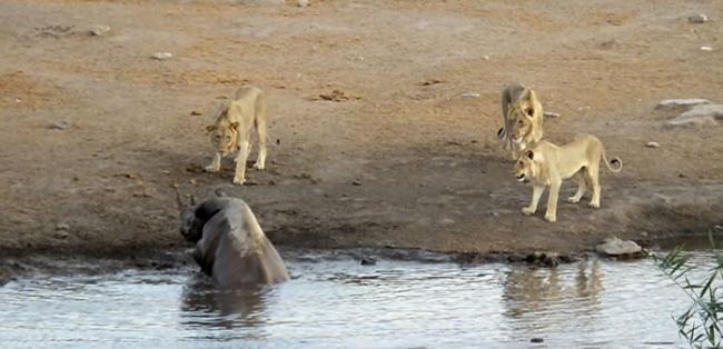 南非埃托沙国家公园怀孕犀牛受困水坑 奋力抗击3只狮子逃生