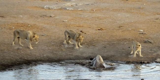 南非埃托沙国家公园怀孕犀牛受困水坑，奋力抗击3只狮子逃生