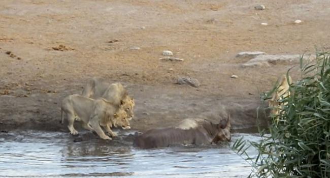 南非埃托沙国家公园怀孕犀牛受困水坑，奋力抗击3只狮子逃生