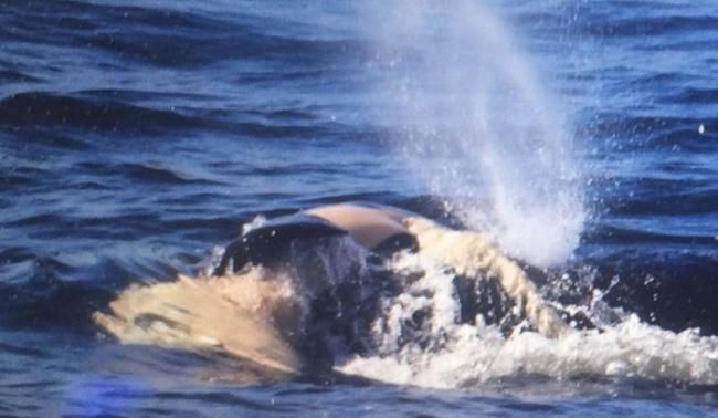 J35早前一直顶着夭折幼鲸。