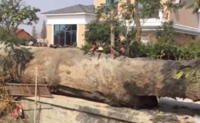 村民挖出长约16米的巨型木头。
