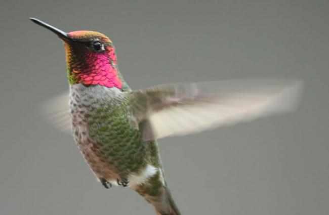 “飞行的宝石”美洲安娜蜂鸟